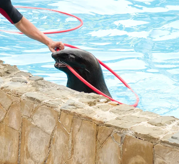 Performing seal with red hoop — Stock Photo, Image