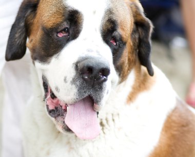 St. bernard köpeği esner ve dili gösterir