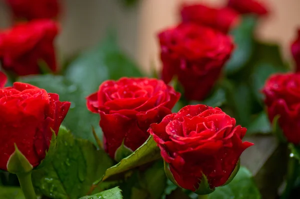 美丽的红玫瑰 — 图库照片