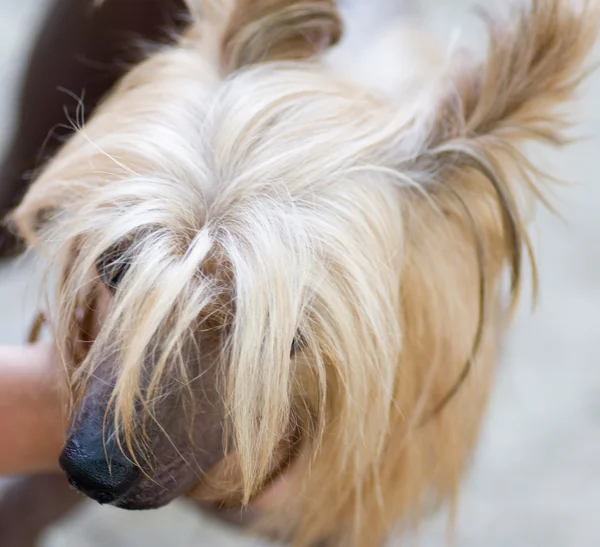 Puppy yorkshire terrier — Stock Photo, Image