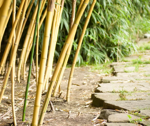 Zelený bambusový les — Stock fotografie