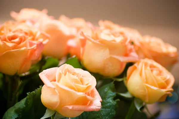 Schöne rosa Rosen — Stockfoto