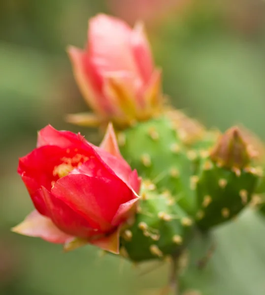 Kaktus s červenými květy — Stock fotografie