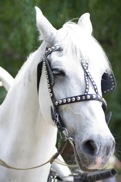 Valkoinen hevonen — kuvapankkivalokuva