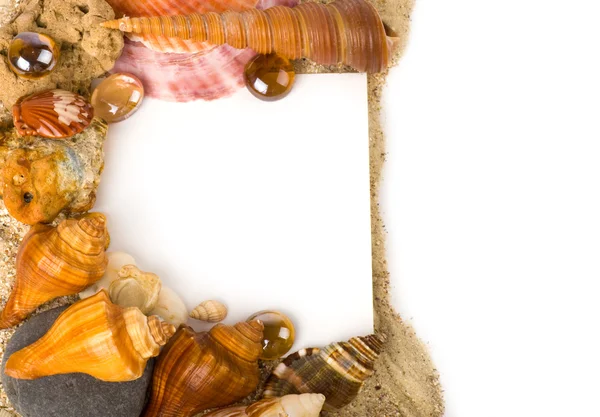 Güzel kum arka plan ile egzotik deniz hayvanı kabuğu — Stok fotoğraf