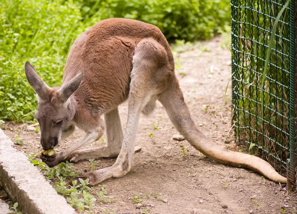 Jonge kangoeroe — Stockfoto