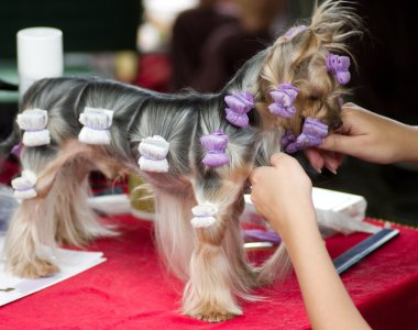 Beautiful Yorkshire terrier getting his hair cut at the groomer clipart