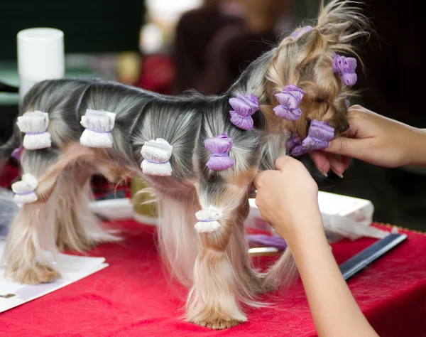 Bello Yorkshire terrier ottenere il suo taglio di capelli al toelettatore — Foto Stock