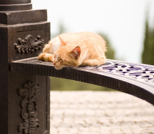 Красная кошка спит на скамейке в парке — стоковое фото
