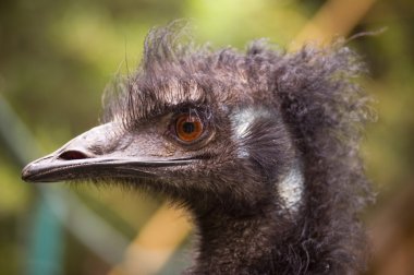 Rhea, type of ostrich, looks straight at camera while grazing in the grass of Chile clipart