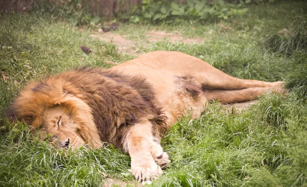 Joven león salvaje africano — Foto de Stock