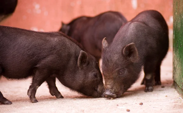 Drie jonge varken dier — Stockfoto