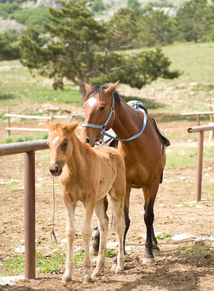 Veulen paard — Stockfoto