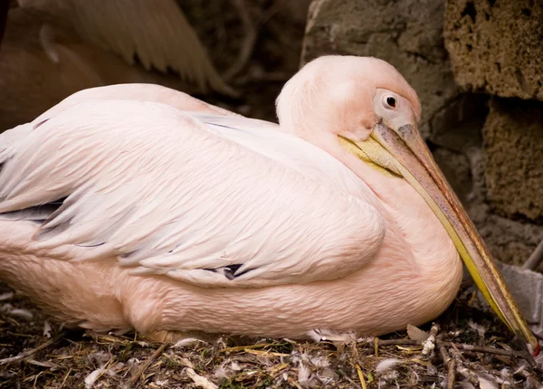 Pompous pelican — Stock Photo, Image