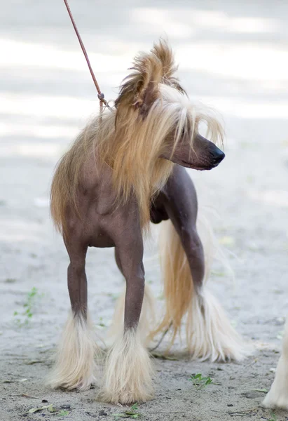 Cão pedigree jovem de terrier de brinquedo de cabelos longos — Fotografia de Stock