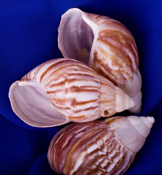 Beautiful exotic shell on blue background — Stock Photo, Image