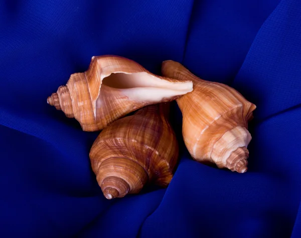 Beautiful exotic shell on blue background — Stock Photo, Image