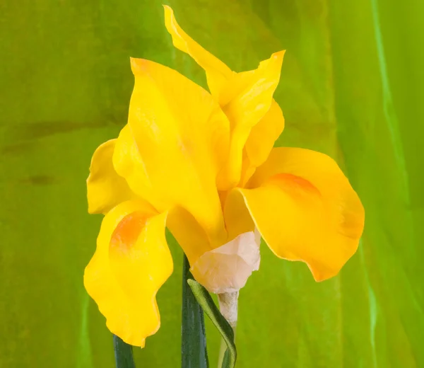 Naturaleza flor amarilla del iris — Foto de Stock