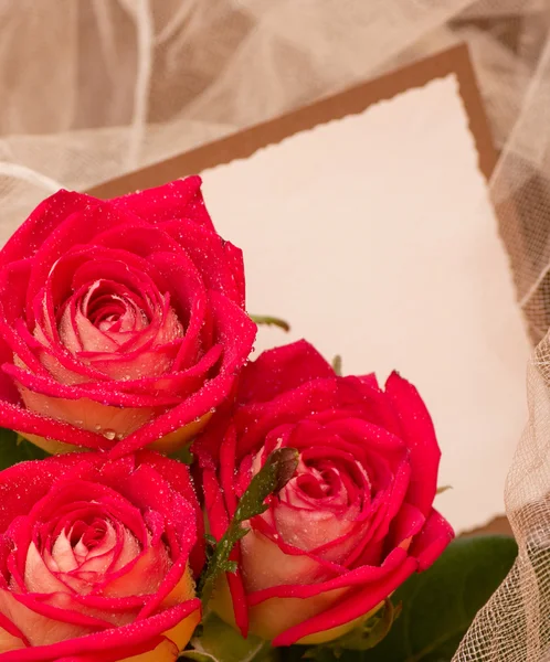Rosas bonitas com banner adicionar — Fotografia de Stock