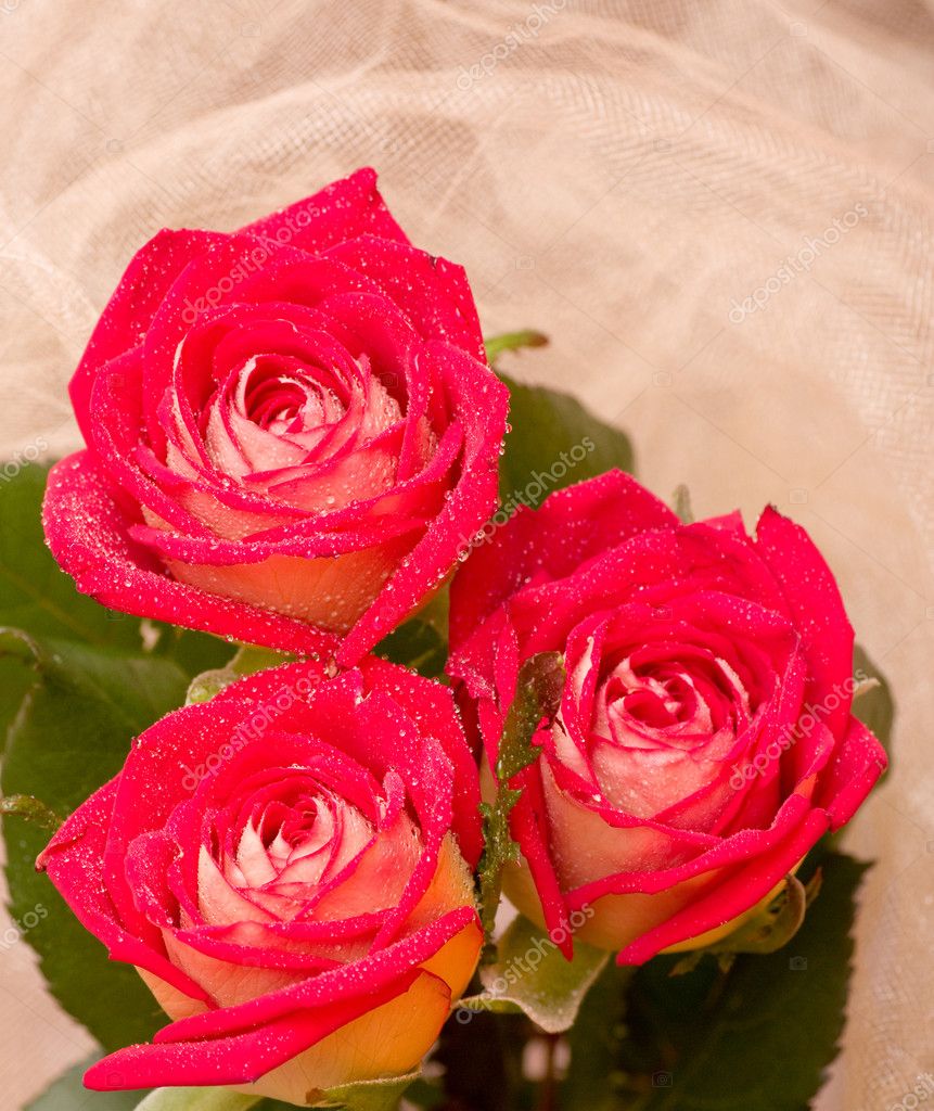 Beautiful roses Stock Photo by ©Forewer 11860383