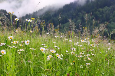 Daisy field clipart