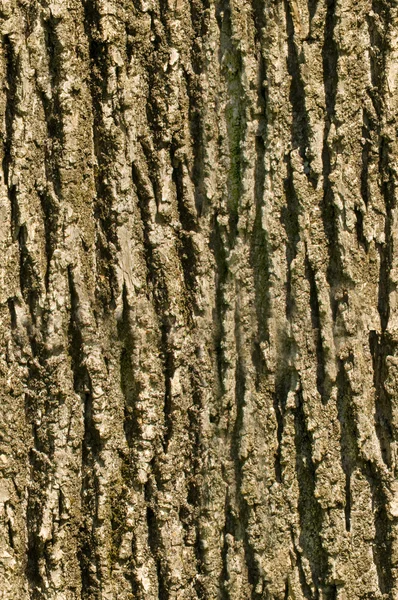 stock image Tree bark seamless texture background