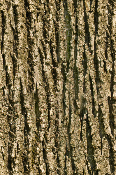 Tree bark seamless texture background