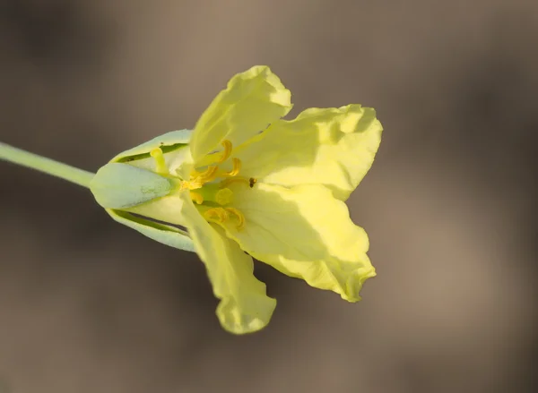 Žlutý květ, zelí — Stock fotografie