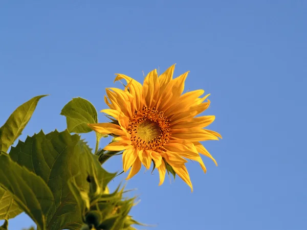 stock image Yellow flower of sunflower against the sky