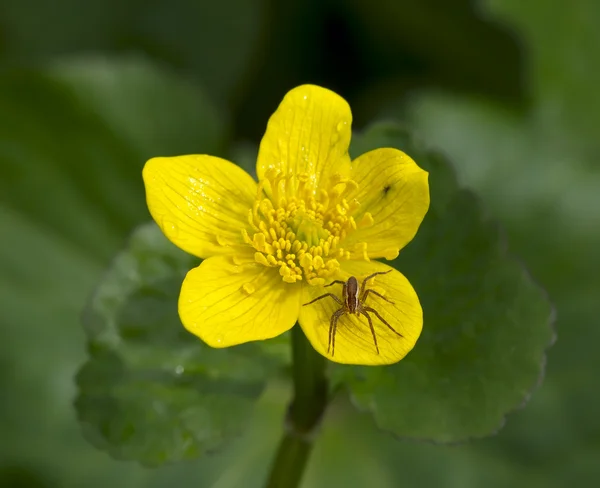 Fleur jaune avec une araignée — Photo