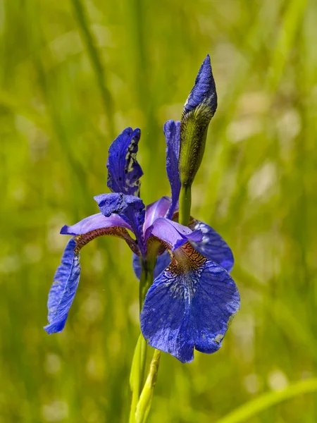 Iris fiore in gran parte — Foto Stock