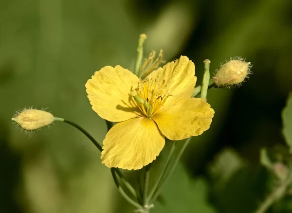 Gele weide bloem stinkende gouwe — Stockfoto