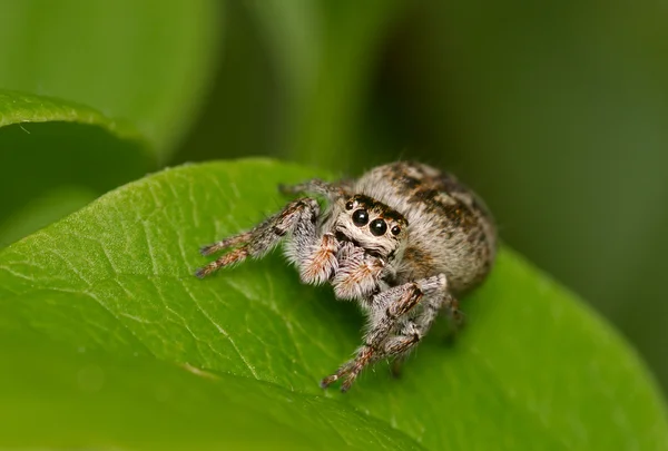Spinne auf einem grünen Blatt — Stockfoto