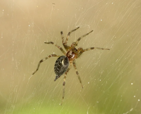 Braune Spinne auf einem Netz — Stockfoto