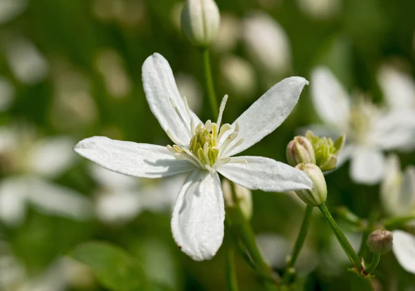 Fehér Réti virág — Stock Fotó