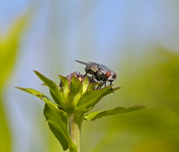 Μεγάλη μύγα σε ένα πράσινο τον οφθαλμό — Φωτογραφία Αρχείου