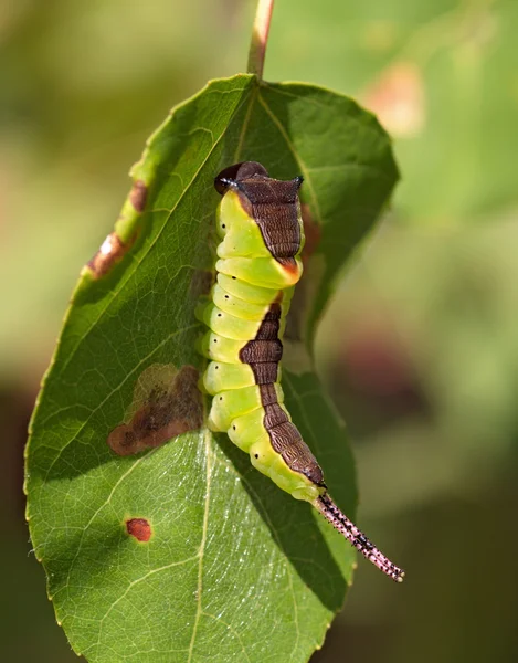 Зеленая большая гусеница на листе — стоковое фото