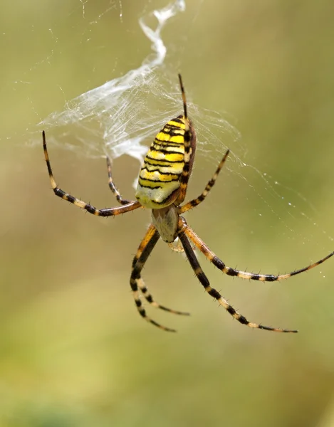 Gestreifte gelbe Spinne auf einem Netz — Stockfoto