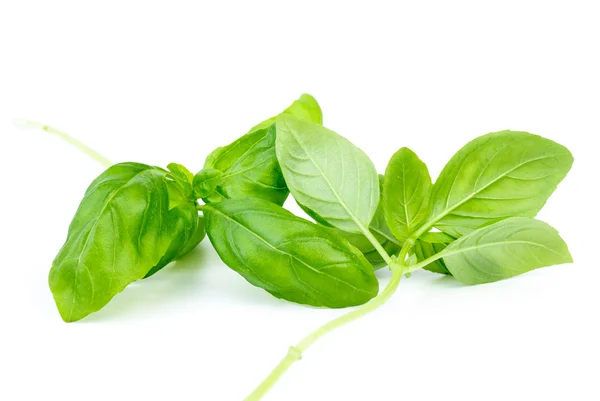 Two stems of green sweet basil — Stock Photo, Image