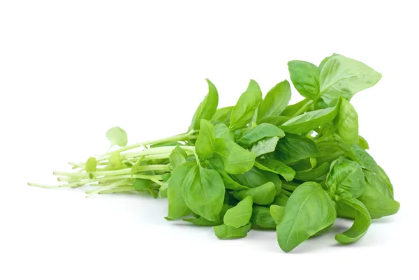Green basil — Stock Photo, Image