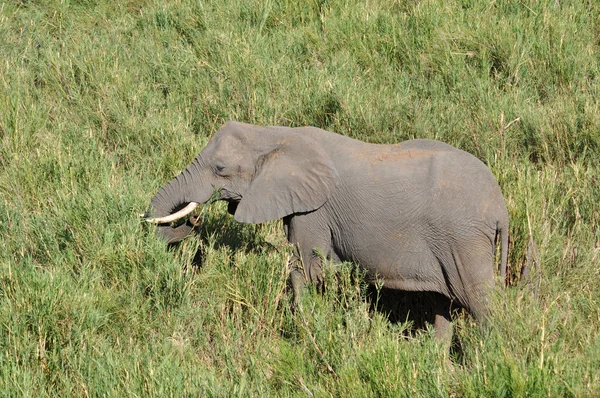 Elefante africano — Foto Stock