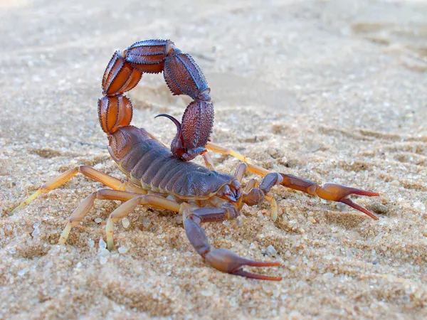 Scorpione aggressivo — Foto Stock