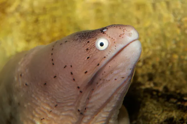 几何海鳝 — 图库照片