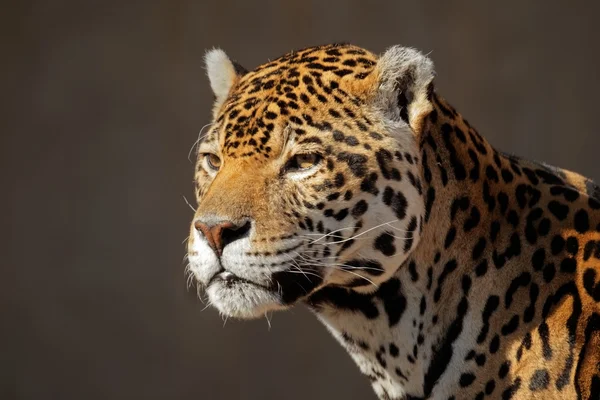 Jaguar πορτρέτο — Φωτογραφία Αρχείου
