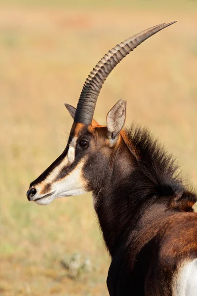 Sable antelope portrait — Stock Photo, Image