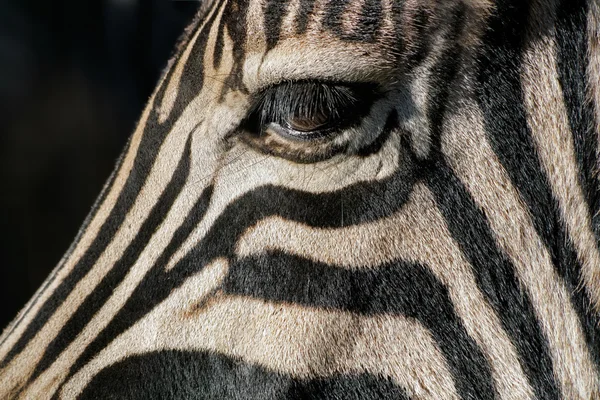 Zebra göz — Stok fotoğraf