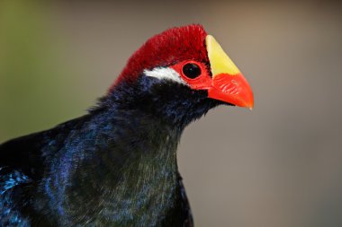 Menekşe turaco