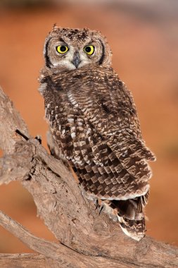 Spotted eagle-owl clipart