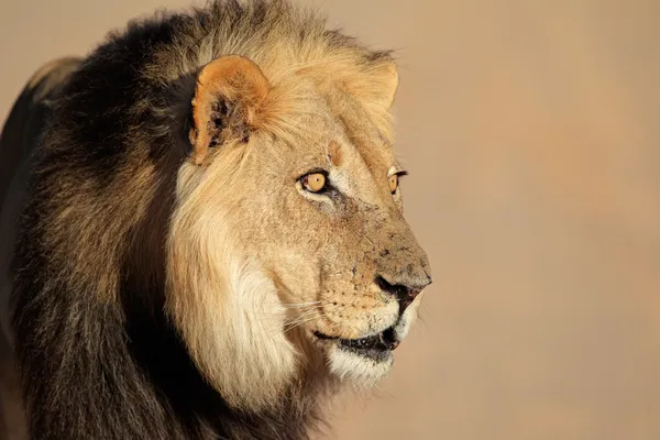 Retrato leão africano — Fotografia de Stock