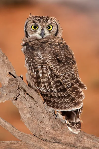 Spotted eagle-owl — Stock Photo, Image